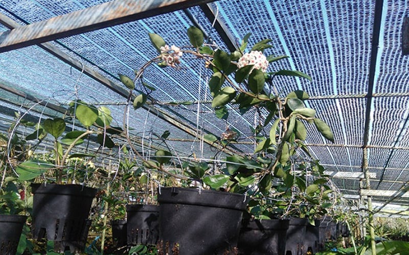 Toàn bộ khu vườn lan của ông Long đều được lắp đặt hệ thống phun sương tạo độ ẩm. Toàn bộ khu vườn lan của ông Long đều được lắp đặt hệ thống phun sương tạo độ ẩm.