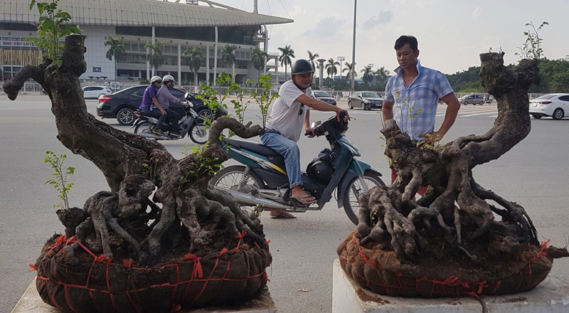 Cặp khế gân có nguồn gốc từ vùng sông nước ĐBSCL có giá 150 triệu đồng Cặp khế gân có nguồn gốc từ vùng sông nước ĐBSCL có giá 150 triệu đồng