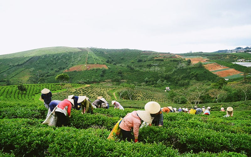  Đi vào những luống chè, bạn sẽ bắt gặp những người phụ nữ dáng lom khom, đang cặm cụi làm việc. Họ, có người sinh ra ở đây, có người ở nơi khác đến.