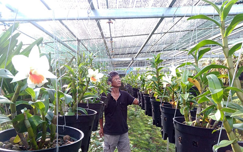 Niềm đam mê với nghề trồng lan đã được đền bù xứng đáng với cơ ngơi cho thu nhập tiền tỷ mỗi năm Niềm đam mê với nghề trồng lan đã được đền bù xứng đáng với cơ ngơi cho thu nhập tiền tỷ mỗi năm