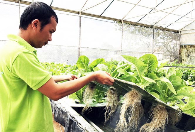 Mô hình trồng rau khí canh ở Langbiang Farm. Mô hình trồng rau khí canh ở Langbiang Farm.