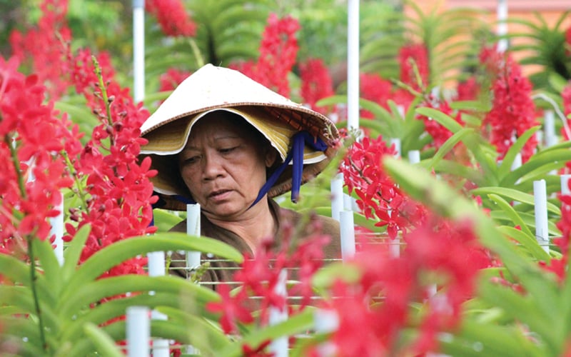 Xây dựng và chuyển giao quy trình canh tác ứng dụng công nghệ cao như sử dụng hệ thống tưới nhỏ giọt trên hoa lan cho nông dân. Xây dựng và chuyển giao quy trình canh tác ứng dụng công nghệ cao như sử dụng hệ thống tưới nhỏ giọt trên hoa lan cho nông dân.