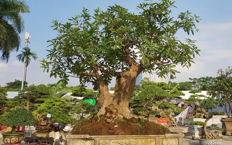 Dù đã qua giai đoạn sốt, lộc vừng vẫn nằm trong bộ tứ cây phong thủy: sanh - sung - đa - lộc vừng Dù đã qua giai đoạn sốt, lộc vừng vẫn nằm trong bộ tứ cây phong thủy: sanh - sung - đa - lộc vừng