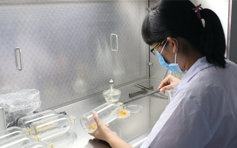 Nghiên cứu nhân nhanh sinh khối phục vụ cho việc thu thập các hợp chất có hoạt tính sinh học từ cây dược liệu. Nghiên cứu nhân nhanh sinh khối phục vụ cho việc thu thập các hợp chất có hoạt tính sinh học từ cây dược liệu.