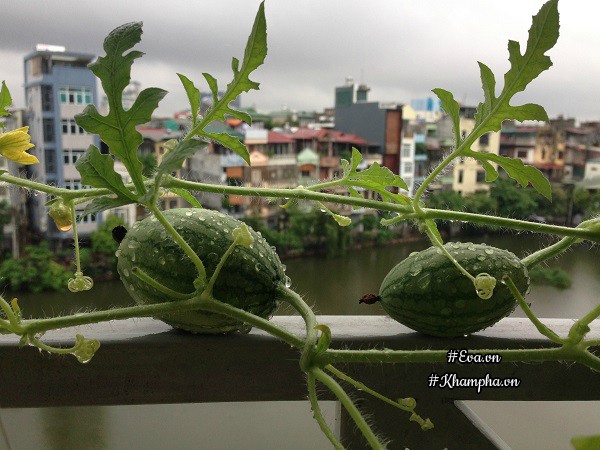 Dưa hấu tí hon trên ban công nhà chị Hương.