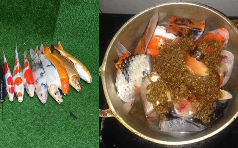Cá Koi là một loài cá đặc trưng của Nhật Bản. Không chỉ đẹp mà Koi còn có ý nghĩa về phong thủy. Theo quan niệm, loài cá này mang về hạnh phúc cũng chính vì vậy cái giá của nó lên tới cả chục triệu đồng. Cá Koi là một loài cá đặc trưng của Nhật Bản. Không chỉ đẹp mà Koi còn có ý nghĩa về phong thủy. Theo quan niệm, loài cá này mang về hạnh phúc cũng chính vì vậy cái giá của nó lên tới cả chục triệu đồng.