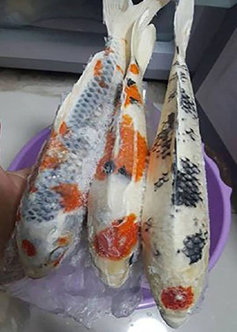 Không chỉ một con màbà vợ Không chỉ một con màbà vợ