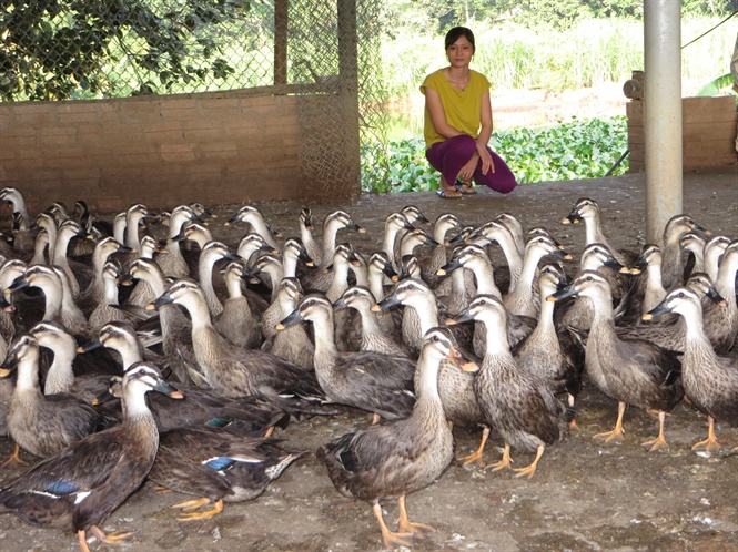 Đàn vịt trời của gia đình anh Đăng. Đàn vịt trời của gia đình anh Đăng.