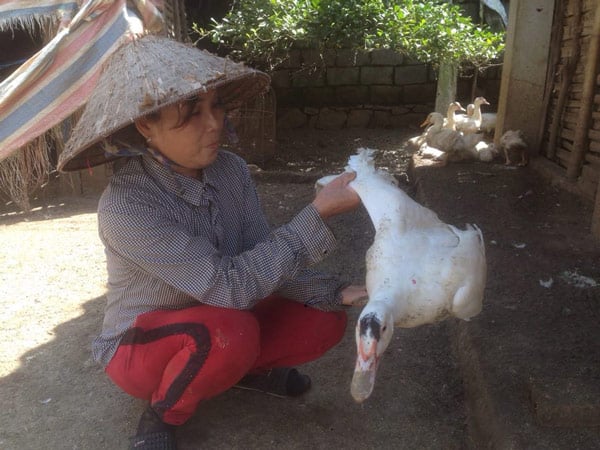 Hàng ngày bà Vũ Thị Ngân đều tự tay kiểm tra sức khỏe của đàn ngan. Hàng ngày bà Vũ Thị Ngân đều tự tay kiểm tra sức khỏe của đàn ngan.