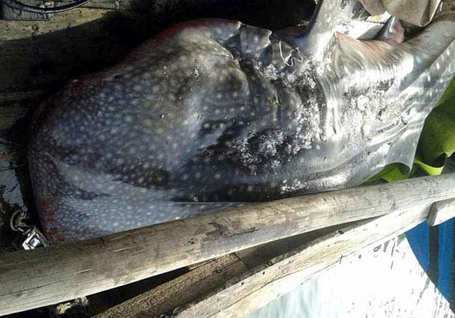 Cá nhám voi (cá mập voi) trưởng thành có kích thước lớn nhất thế giới và không gây nguy hiểm cho con người. (Ảnh: Dailo) Cá nhám voi (cá mập voi) trưởng thành có kích thước lớn nhất thế giới và không gây nguy hiểm cho con người. (Ảnh: Dailo)