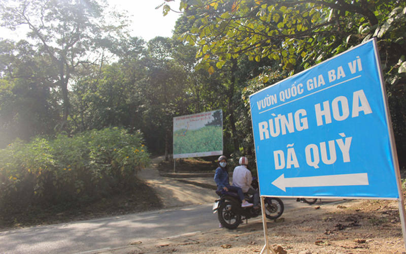 Có nhiều bảng, băng rôn hướng dẫn du khách đi từ dưới cổng đến lên khu vực rừng hoa dã quỳ đang nở rộ. Có nhiều bảng, băng rôn hướng dẫn du khách đi từ dưới cổng đến lên khu vực rừng hoa dã quỳ đang nở rộ.