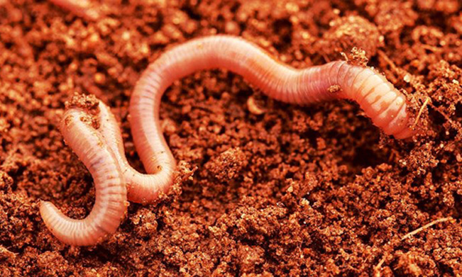 Giun đất có thể nuôi sống và phát triển tốt trong đất sao Hỏa mô phỏng. Ảnh: Science Alert. Giun đất có thể nuôi sống và phát triển tốt trong đất sao Hỏa mô phỏng. Ảnh: Science Alert.