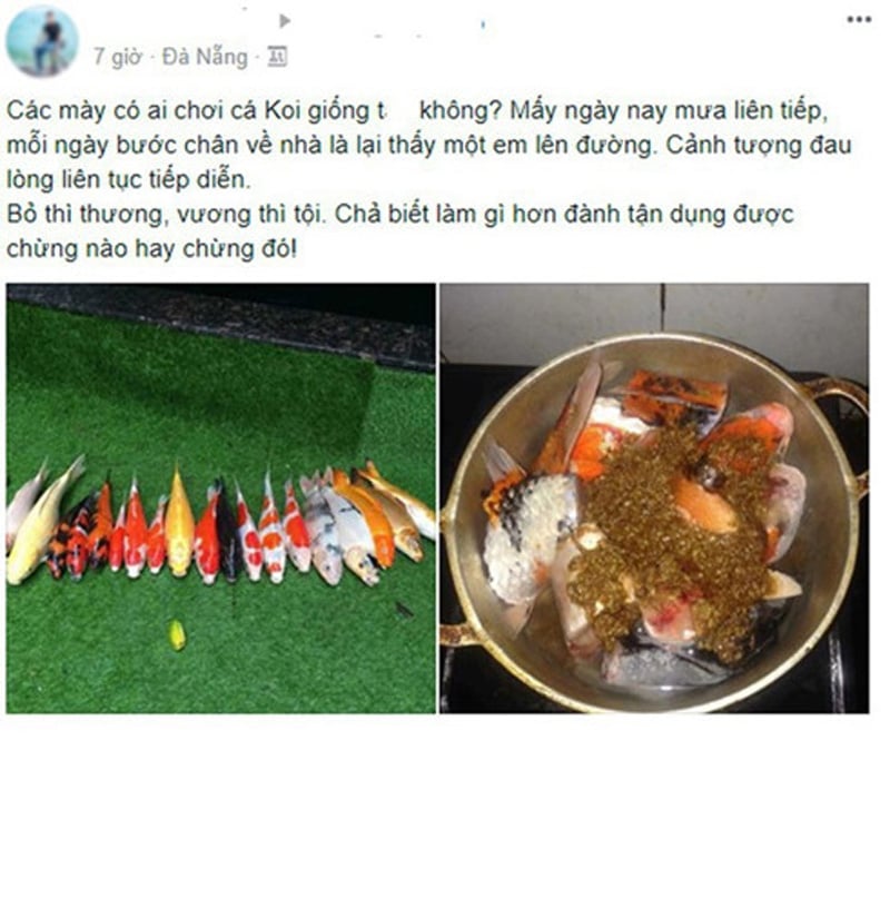Tuy nhiên, mới đây sau cơn mưa, cả đàn cá chép Koi thi nhau nhảy ra ngoài bể, chàng trai trẻ ở Đà Nẵng đã tận dụng bắt lại và làm món ăn cho gia đình khiến dân mạng bất ngờ. Tuy nhiên, mới đây sau cơn mưa, cả đàn cá chép Koi thi nhau nhảy ra ngoài bể, chàng trai trẻ ở Đà Nẵng đã tận dụng bắt lại và làm món ăn cho gia đình khiến dân mạng bất ngờ.