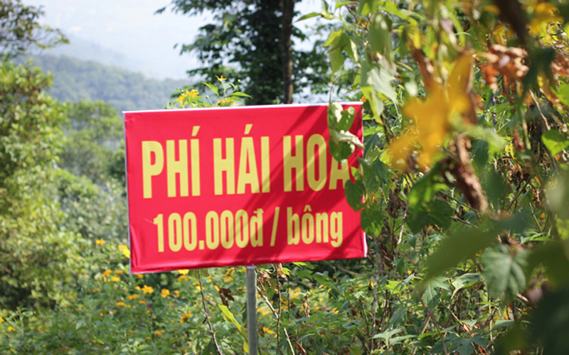 Để mọi người giữ vẻ đẹp chung của mùa hoa dã quỳ, nơi đây đã có biển phí hái hoa là 100.000 đồng/bông. Để mọi người giữ vẻ đẹp chung của mùa hoa dã quỳ, nơi đây đã có biển phí hái hoa là 100.000 đồng/bông.