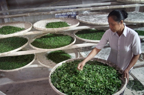 Trồng dâu nuôi tằm cho hiệu quả kinh tế cao. Trồng dâu nuôi tằm cho hiệu quả kinh tế cao.