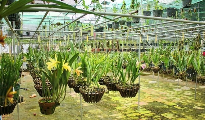 Vườn Lan rừng Thùy Anh của anh Trương Tuấn Anh có hơn 120 giống loài với nhiều chủng loại nội - ngoại nhập. Vườn Lan rừng Thùy Anh của anh Trương Tuấn Anh có hơn 120 giống loài với nhiều chủng loại nội - ngoại nhập.