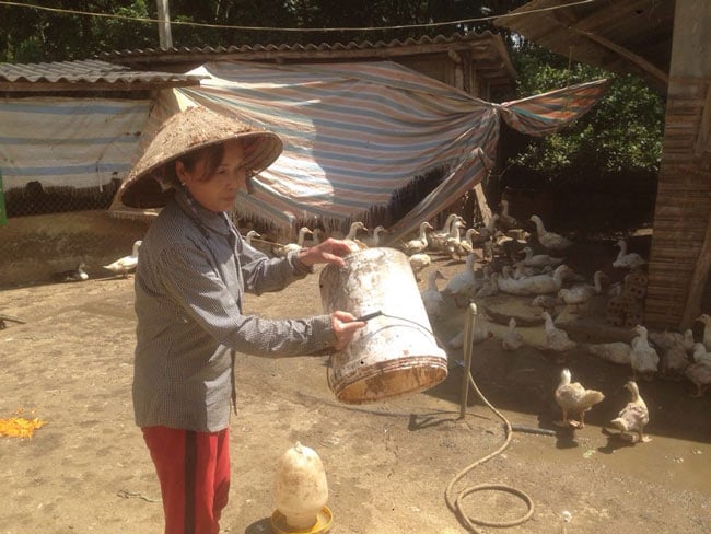 Ngoài dùng ngô xay, gạo xay... làm thức ăn cho ngan, bà Ngân còn mua thêm cám viên vỗ béo đàn gia cầm. Ngoài dùng ngô xay, gạo xay... làm thức ăn cho ngan, bà Ngân còn mua thêm cám viên vỗ béo đàn gia cầm.