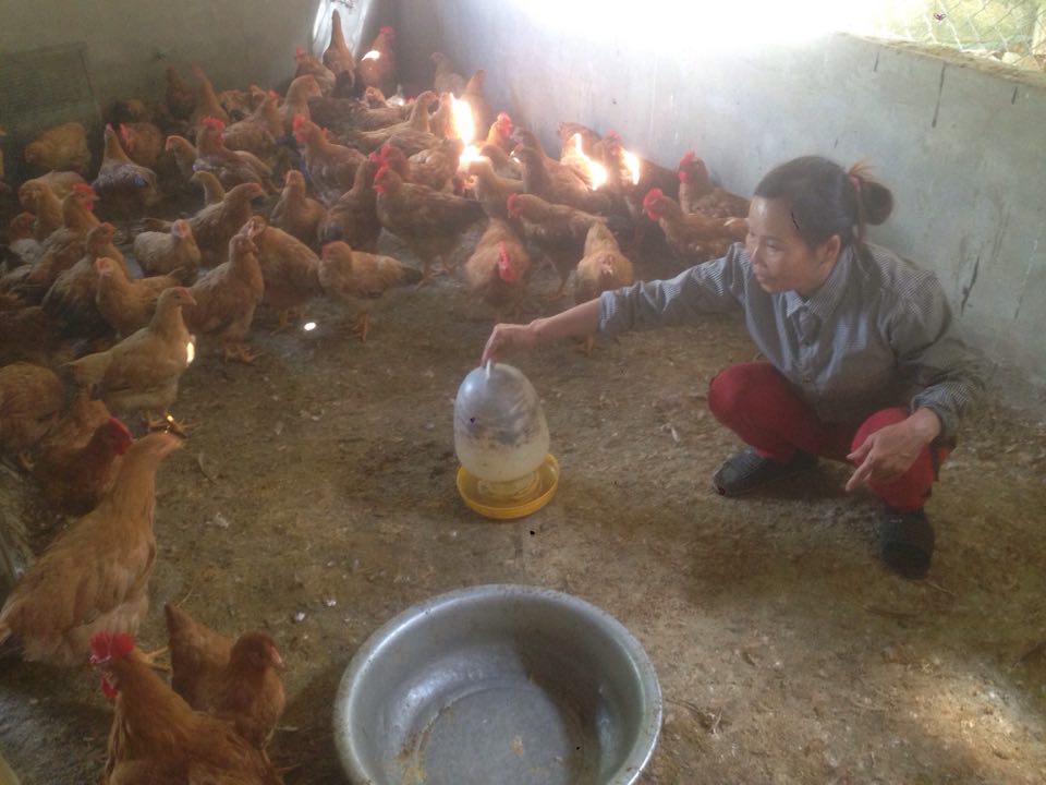 Bà Ngân đang kiểm tra quá trình phát triển của đàn gà trong khu vườn chăn nuôi gà, ngan. Bà Ngân đang kiểm tra quá trình phát triển của đàn gà trong khu vườn chăn nuôi gà, ngan.