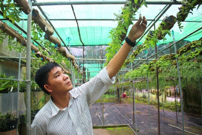 Không khỏi phấn khích khi lai ra giống hoa mới, anh Tuấn Anh càng thêm yêu thích lĩnh vực trồng hoa phong lan. Không khỏi phấn khích khi lai ra giống hoa mới, anh Tuấn Anh càng thêm yêu thích lĩnh vực trồng hoa phong lan.