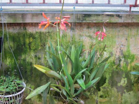 Giò Cattleya.