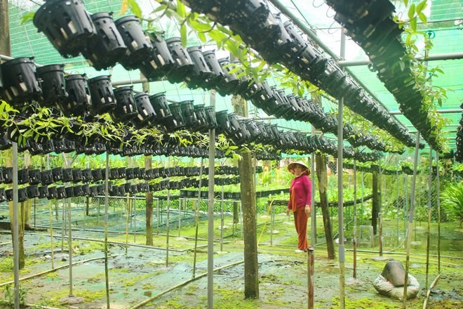 Anh Tuấn Anh đã thiết kế khu vườn khá quy mô giúp lan được phát triển tốt. Anh Tuấn Anh đã thiết kế khu vườn khá quy mô giúp lan được phát triển tốt.