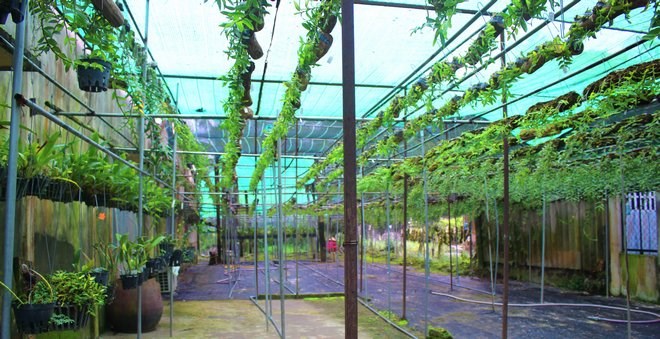 Mỗi giò phong lan đều có đặc điểm riêng biệt và được bố trí cẩn thận trong khu vườn rộng 1000 mét vuông. Mỗi giò phong lan đều có đặc điểm riêng biệt và được bố trí cẩn thận trong khu vườn rộng 1000 mét vuông.