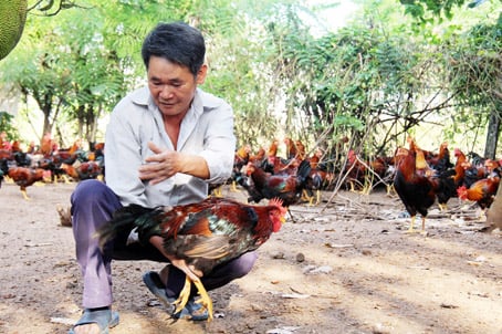 Ông Bùi Văn Thân (xã Sông Ray, huyện Cẩm Mỹ) là một trong những người có nhiều kinh nghiệm nuôi gà trống thiến, đạt hiệu quả cao. (Ảnh: H.Hải) Ông Bùi Văn Thân (xã Sông Ray, huyện Cẩm Mỹ) là một trong những người có nhiều kinh nghiệm nuôi gà trống thiến, đạt hiệu quả cao. (Ảnh: H.Hải)