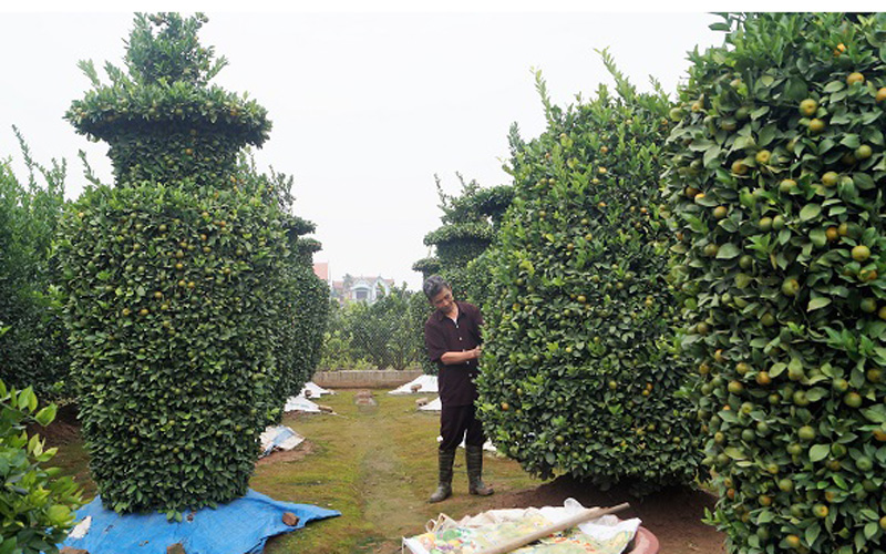 Mỗi cây quất lọ lộc bình “khủng” cao gần 3m, đường kính thân 1,2m, hình dáng cân đối. Mỗi cây quất lọ lộc bình “khủng” cao gần 3m, đường kính thân 1,2m, hình dáng cân đối.
