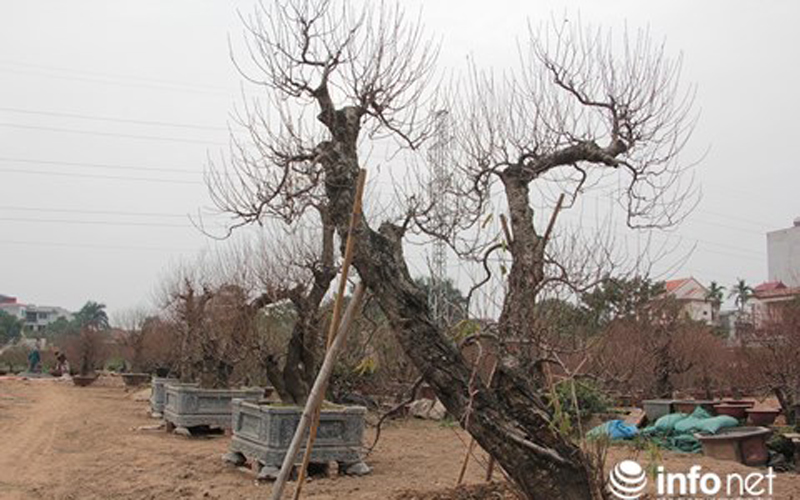 Những cây đào thế “khủng” đã được chủ vườn đưa ra chào khách Những cây đào thế “khủng” đã được chủ vườn đưa ra chào khách