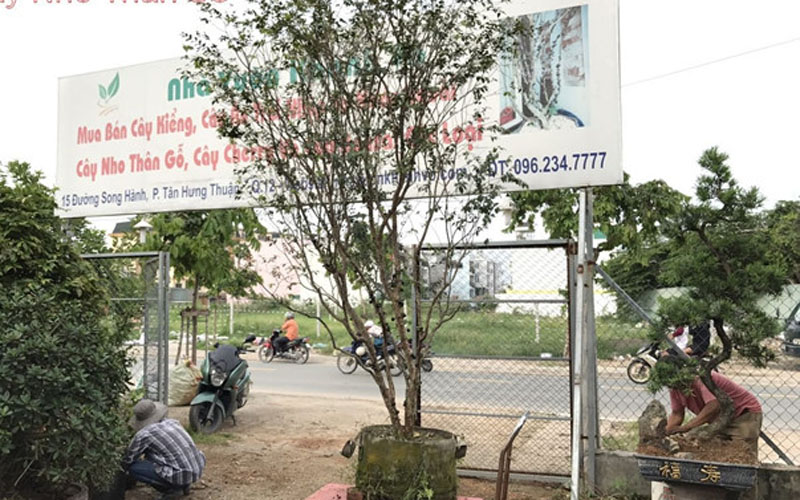 Chậu nhỏ có giá bán khoảng 2,5 triệu đồng. Những chậu nho thân gỗ lâu năm hơn, ra trái thì giá cao hơn từ 6 - 10 triệu đồng. Ảnh: Nhavuonkhanhvo. Chậu nhỏ có giá bán khoảng 2,5 triệu đồng. Những chậu nho thân gỗ lâu năm hơn, ra trái thì giá cao hơn từ 6 - 10 triệu đồng. Ảnh: Nhavuonkhanhvo.