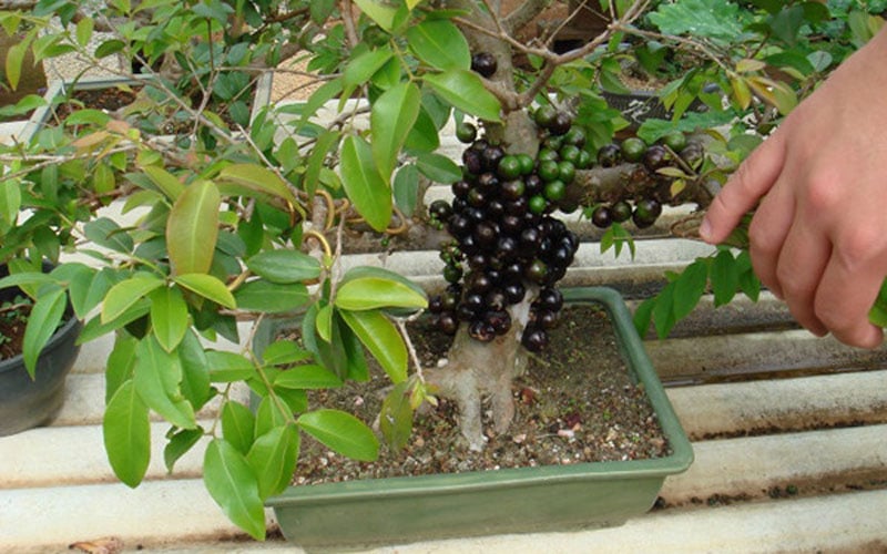 Quả chi chít, dày đặc trên thân khiến chậu bonsai trở nên đặc biệt mà không một loài nào có được. Ảnh: Chohoaviet. Quả chi chít, dày đặc trên thân khiến chậu bonsai trở nên đặc biệt mà không một loài nào có được. Ảnh: Chohoaviet.