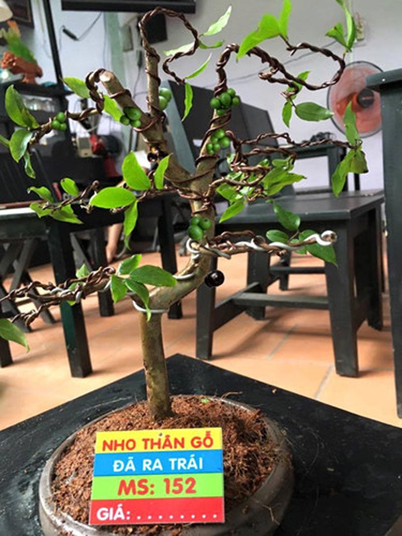 Bonsai nho thân gỗ dáng độc. Ảnh: Nhavuonkhanhvo. Bonsai nho thân gỗ dáng độc. Ảnh: Nhavuonkhanhvo.