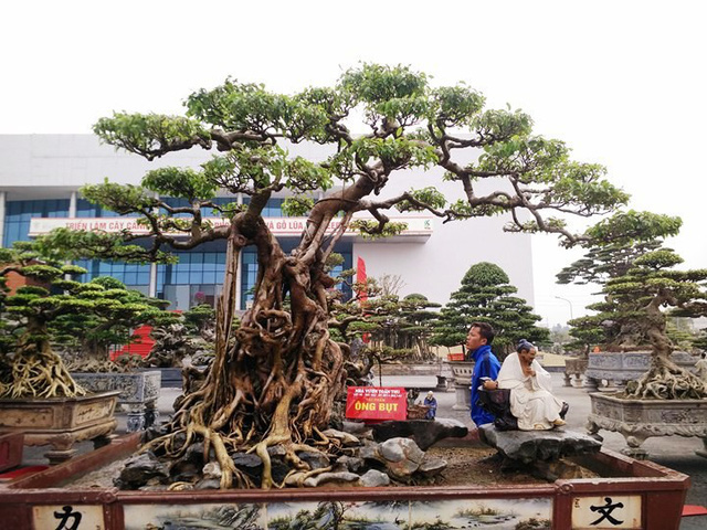 Nhiều tuyệt phẩm cây xanh tại triển lãm giá trị đắt như chiếc siêu xe. Nhiều tuyệt phẩm cây xanh tại triển lãm giá trị đắt như chiếc siêu xe.