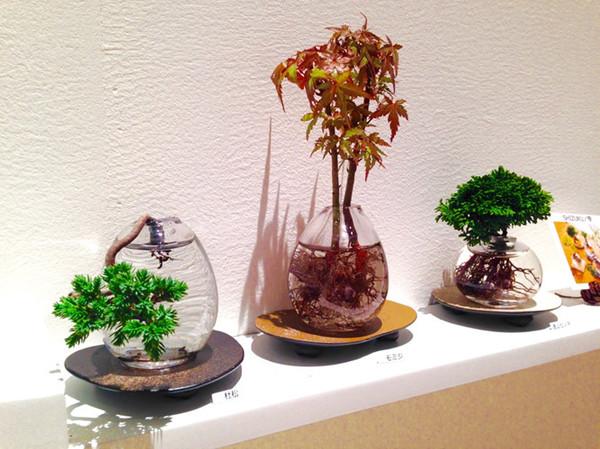 Nhờ kích thước nhỏ nhắn, những chậu cây Aqua Bonsai rất dễ chăm sóc và có thể dễ dàng trang trí ở những góc nhỏ trong nhà. Nhờ kích thước nhỏ nhắn, những chậu cây Aqua Bonsai rất dễ chăm sóc và có thể dễ dàng trang trí ở những góc nhỏ trong nhà.