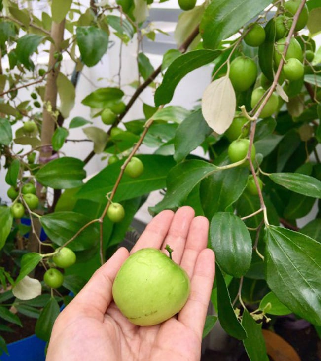 Dù không có vườn, bà mẹ 8X vẫn trồng được cây ăn quả trên sân thượng. Dù không có vườn, bà mẹ 8X vẫn trồng được cây ăn quả trên sân thượng.