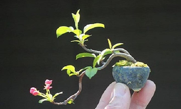 Bonsai mini được cắt tỉa, uốn nắn tạo thế công phu. (Ảnh: baodansinh)