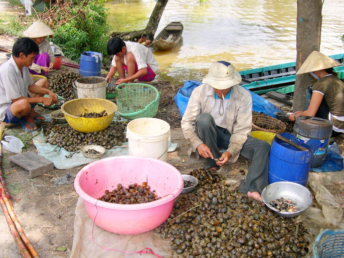 Ốc bươu vàng du nhập vào Việt Nam từ những năm 80, xếp vào danh sách bị cấm nuôi và cần tiêu diệt ở Việt Nam. (Ảnh: Ngọc Trinh) Ốc bươu vàng du nhập vào Việt Nam từ những năm 80, xếp vào danh sách bị cấm nuôi và cần tiêu diệt ở Việt Nam. (Ảnh: Ngọc Trinh)