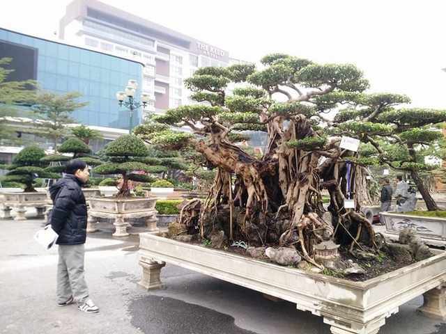 Triển lãm cây cảnh nghệ thuật tại Ninh Bình thu hút gần 2.000 tác phẩm cây nổi tiếng khắp các tỉnh miền Bắc quy tụ về, khỏe sắc. Triển lãm cây cảnh nghệ thuật tại Ninh Bình thu hút gần 2.000 tác phẩm cây nổi tiếng khắp các tỉnh miền Bắc quy tụ về, khỏe sắc.