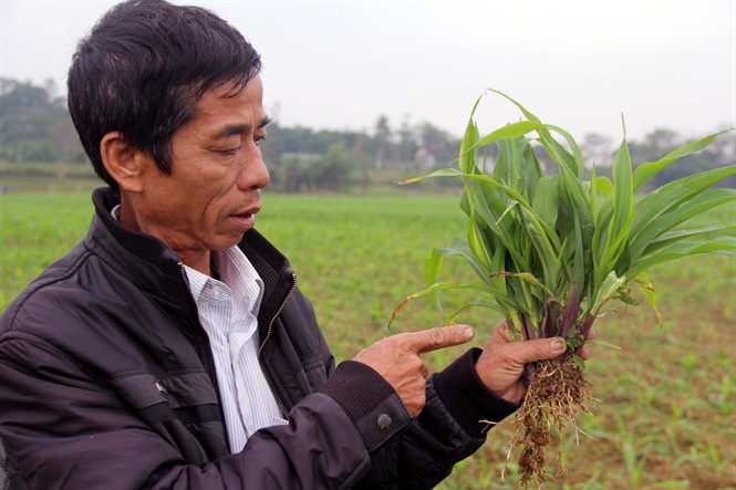 Chưa có thuốc đặc trị. Chưa có thuốc đặc trị.