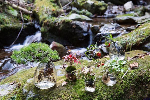 Ý tưởng Bonsai thủy canh, hay còn gọi là Aqua Bonsai được nhiều người yêu thích bởi tính ứng dụng cao. Ý tưởng Bonsai thủy canh, hay còn gọi là Aqua Bonsai được nhiều người yêu thích bởi tính ứng dụng cao.