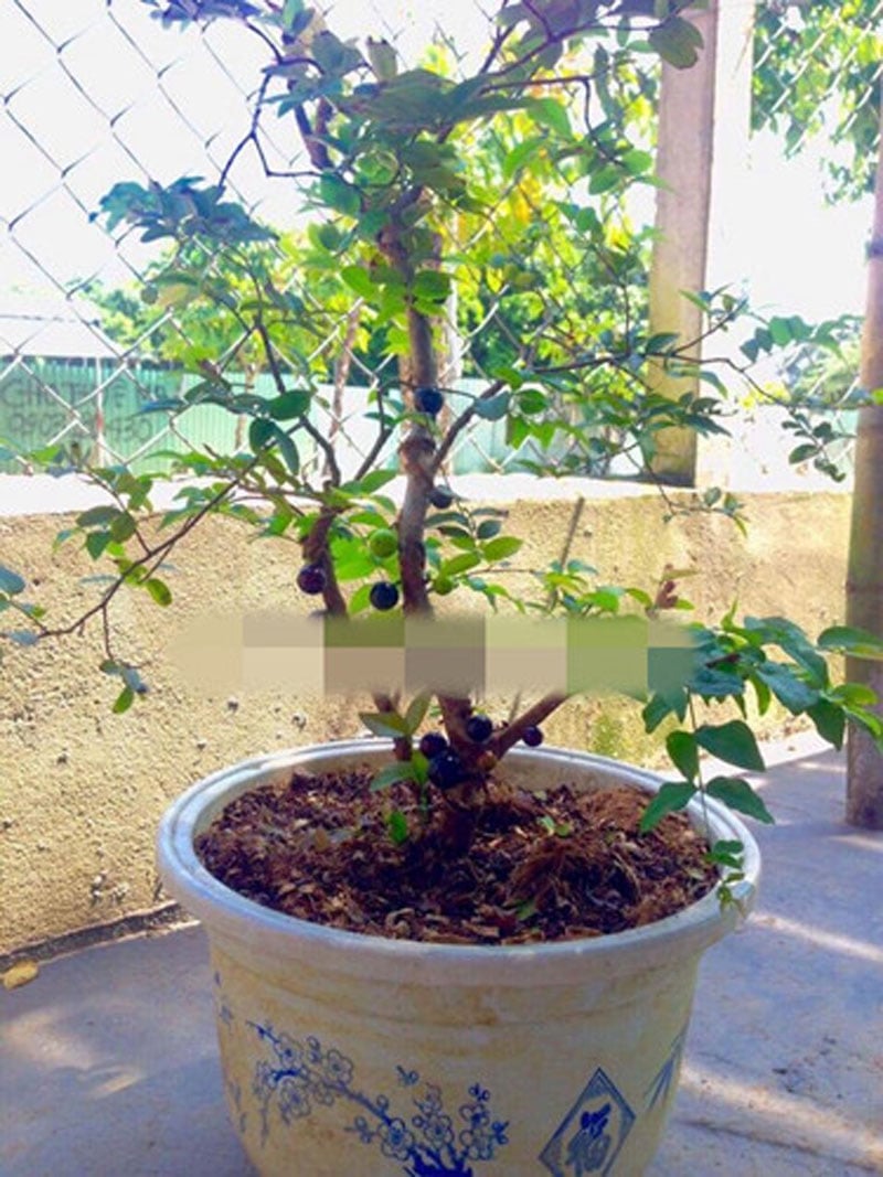 Những chậu nho thân gỗ thích hợp trang trí phòng khách, sân vườn hay phòng làm việc. Ảnh: Nhavuonkhanhvo. Những chậu nho thân gỗ thích hợp trang trí phòng khách, sân vườn hay phòng làm việc. Ảnh: Nhavuonkhanhvo.