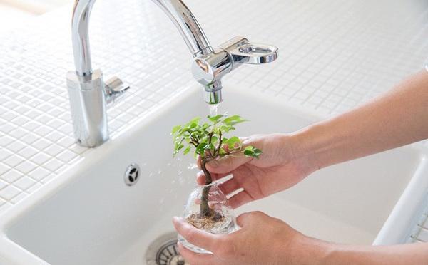 Chậu Aqua Bonsai cần được thay nước, bổ sung dinh dưỡng và vệ sinh định kì để tránh bệnh tật và giữ cho chậu thủy tinh của cây luôn sạch sẽ. Chậu Aqua Bonsai cần được thay nước, bổ sung dinh dưỡng và vệ sinh định kì để tránh bệnh tật và giữ cho chậu thủy tinh của cây luôn sạch sẽ.