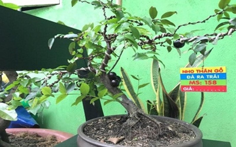 Chậu nho thân gỗ dáng uốn lượn, mềm mại. Ảnh: Nhavuonkhanhvo. Chậu nho thân gỗ dáng uốn lượn, mềm mại. Ảnh: Nhavuonkhanhvo.
