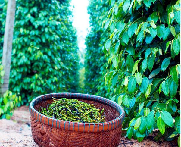 Đến đây bạn sẽ được trải nghiệm nhiều hoạt động, tận mắt nhìn cách người dân trồng tiêu, chăm sóc cây tiêu. Đến đây bạn sẽ được trải nghiệm nhiều hoạt động, tận mắt nhìn cách người dân trồng tiêu, chăm sóc cây tiêu.