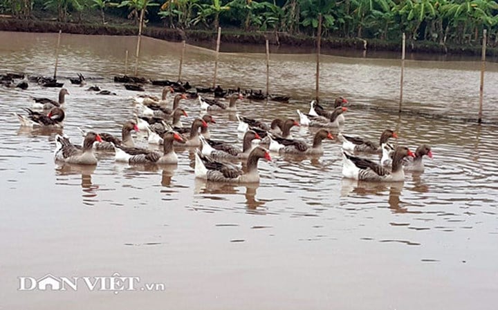 Nơi nuôi ngỗng trời cần phải diện tích lớn; thường là ao đầm nước rộng để chúng sinh trưởng, phát triển tốt và dễ thích nghi. (Ảnh: Dân Việt) Nơi nuôi ngỗng trời cần phải diện tích lớn; thường là ao đầm nước rộng để chúng sinh trưởng, phát triển tốt và dễ thích nghi. (Ảnh: Dân Việt)