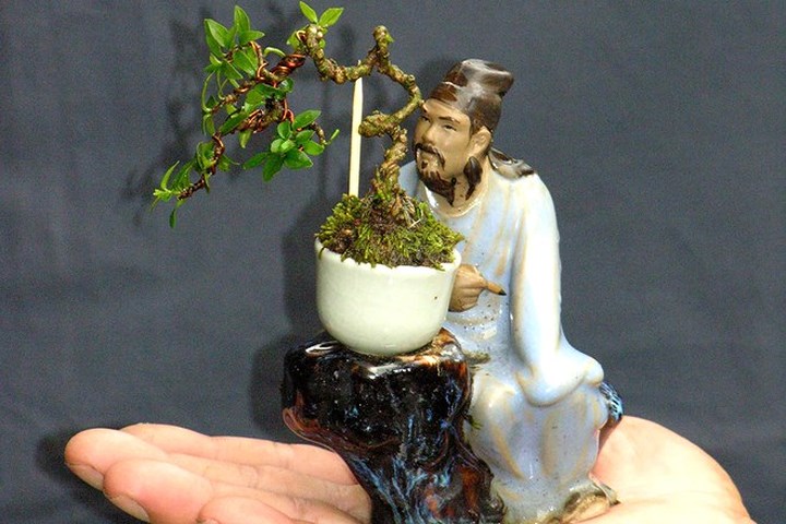 Những chậu cây cảnh bonsai kích thước nhỏ chỉ từ 3-15cm nên việc nuôi trồng khá cầu kỳ, công phu nên giá thành của chúng không hề rẻ. (Ảnh: Zing)