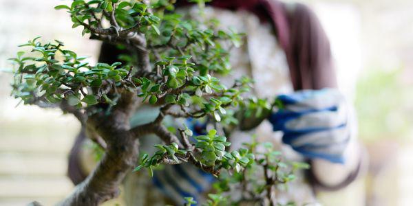 Nghệ thuật cây cảnh Bonsai được nhiều người yêu thích nhưng vẫn e ngại khi trưng trong nhà, một phần do sợ đất vương vãi. Nghệ thuật cây cảnh Bonsai được nhiều người yêu thích nhưng vẫn e ngại khi trưng trong nhà, một phần do sợ đất vương vãi.