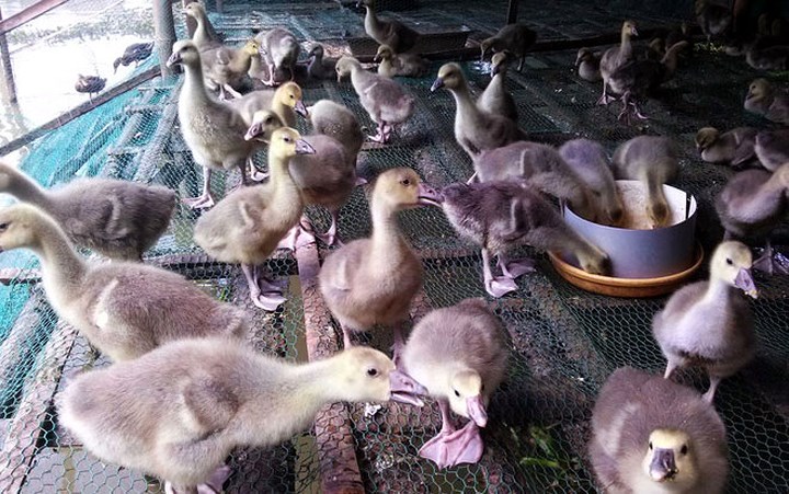 Ngỗng giống tự nhiên hiện cao nhất so với giá các loại gia cầm khác. Một con ngỗng trời vừa bóc trứng giá tới 400.000 - 500.000 đồng, con giống lớn hơn là 800.000 – 1, 2 triệu đồng/con, loại thương phẩm 800.000 – 1,3 triệu đồng/kg. (Ảnh: Zing) Ngỗng giống tự nhiên hiện cao nhất so với giá các loại gia cầm khác. Một con ngỗng trời vừa bóc trứng giá tới 400.000 - 500.000 đồng, con giống lớn hơn là 800.000 – 1, 2 triệu đồng/con, loại thương phẩm 800.000 – 1,3 triệu đồng/kg. (Ảnh: Zing)