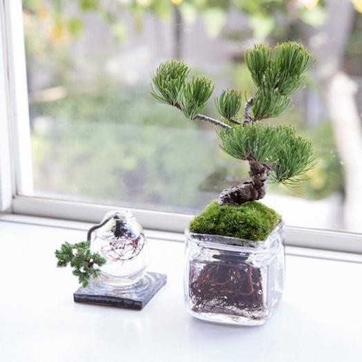Aqua Bonsai sẽ phát triển tốt hơn nếu được đặt ở nơi nhiều ánh sáng. Aqua Bonsai sẽ phát triển tốt hơn nếu được đặt ở nơi nhiều ánh sáng.