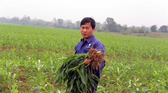 Đành nhổ về cho gia súc ăn. Đành nhổ về cho gia súc ăn.